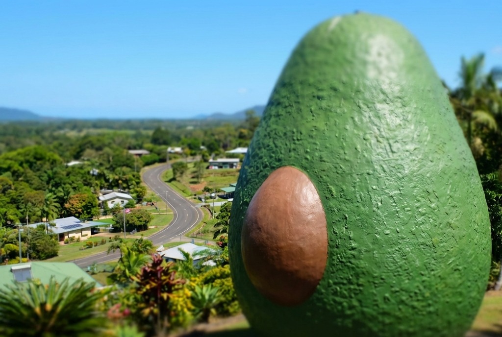 The Big Avocado