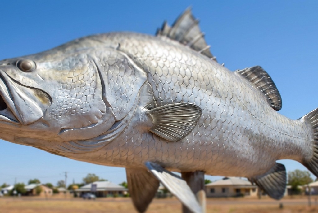 Big Barramundi
