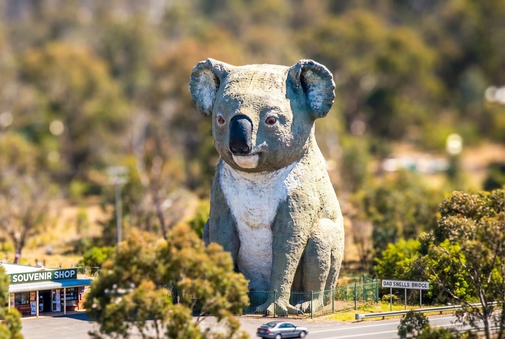 The Giant Koala
