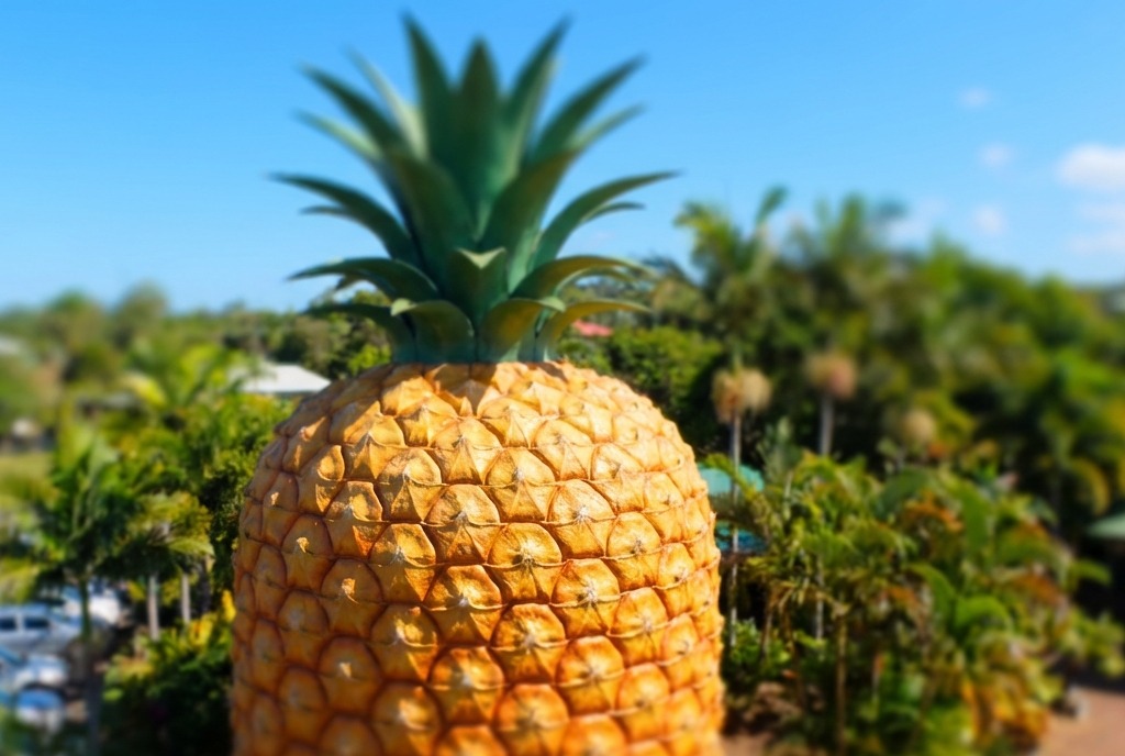 The Big Pineapple